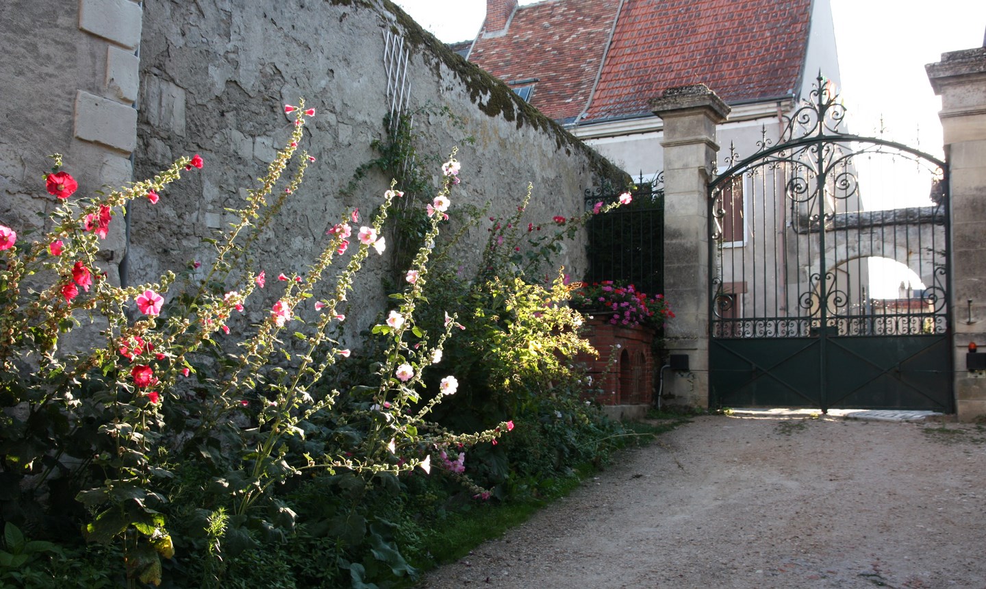 Allée trémière 2.JPG